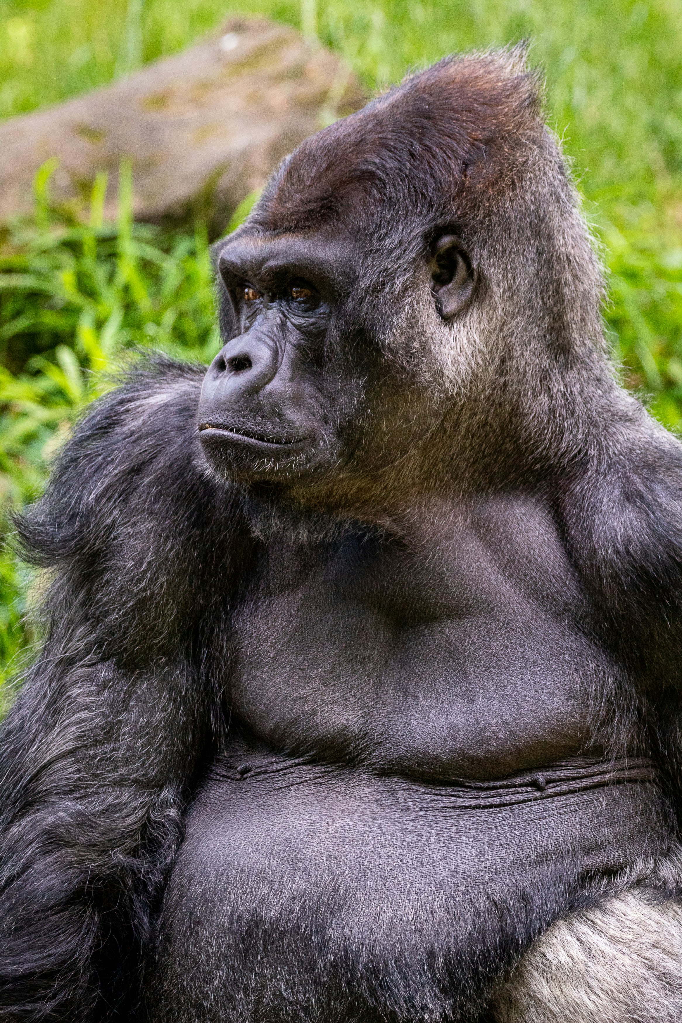 Rwanda vs Uganda: Where Should You Trek Gorillas?