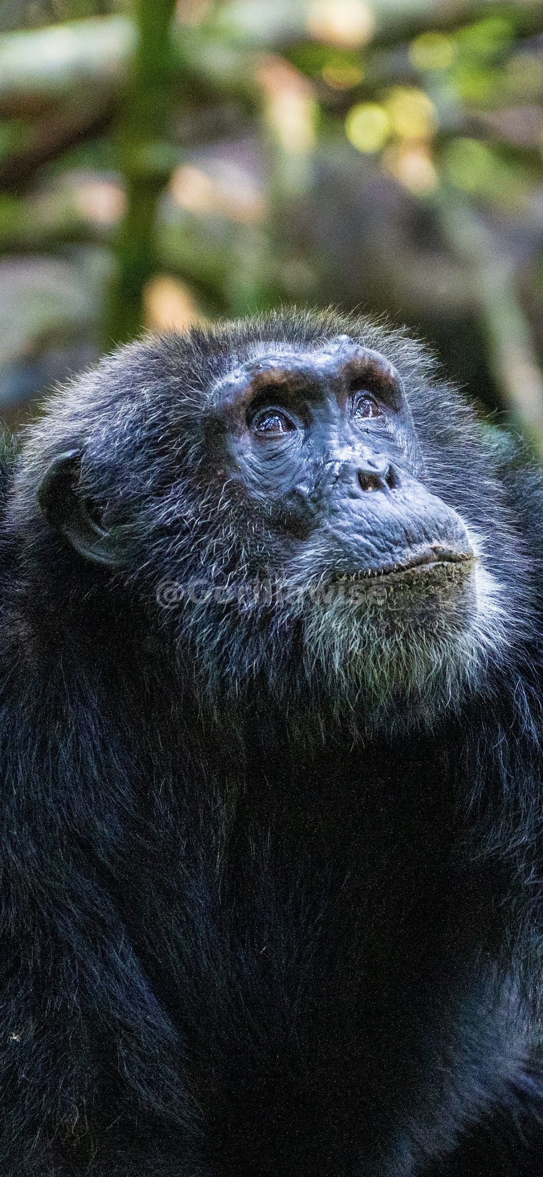 Primate Safaris