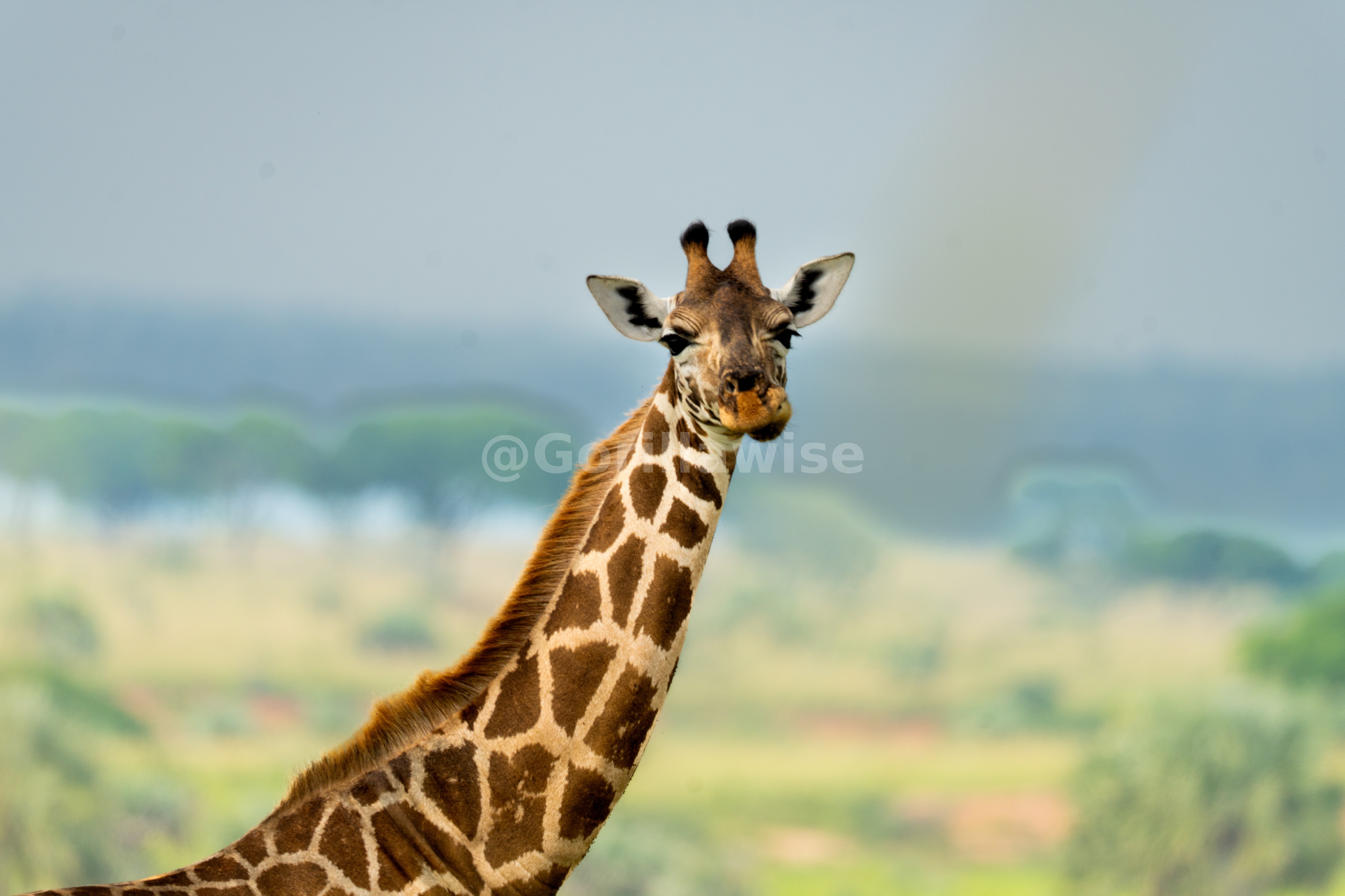 Big Five Safaris