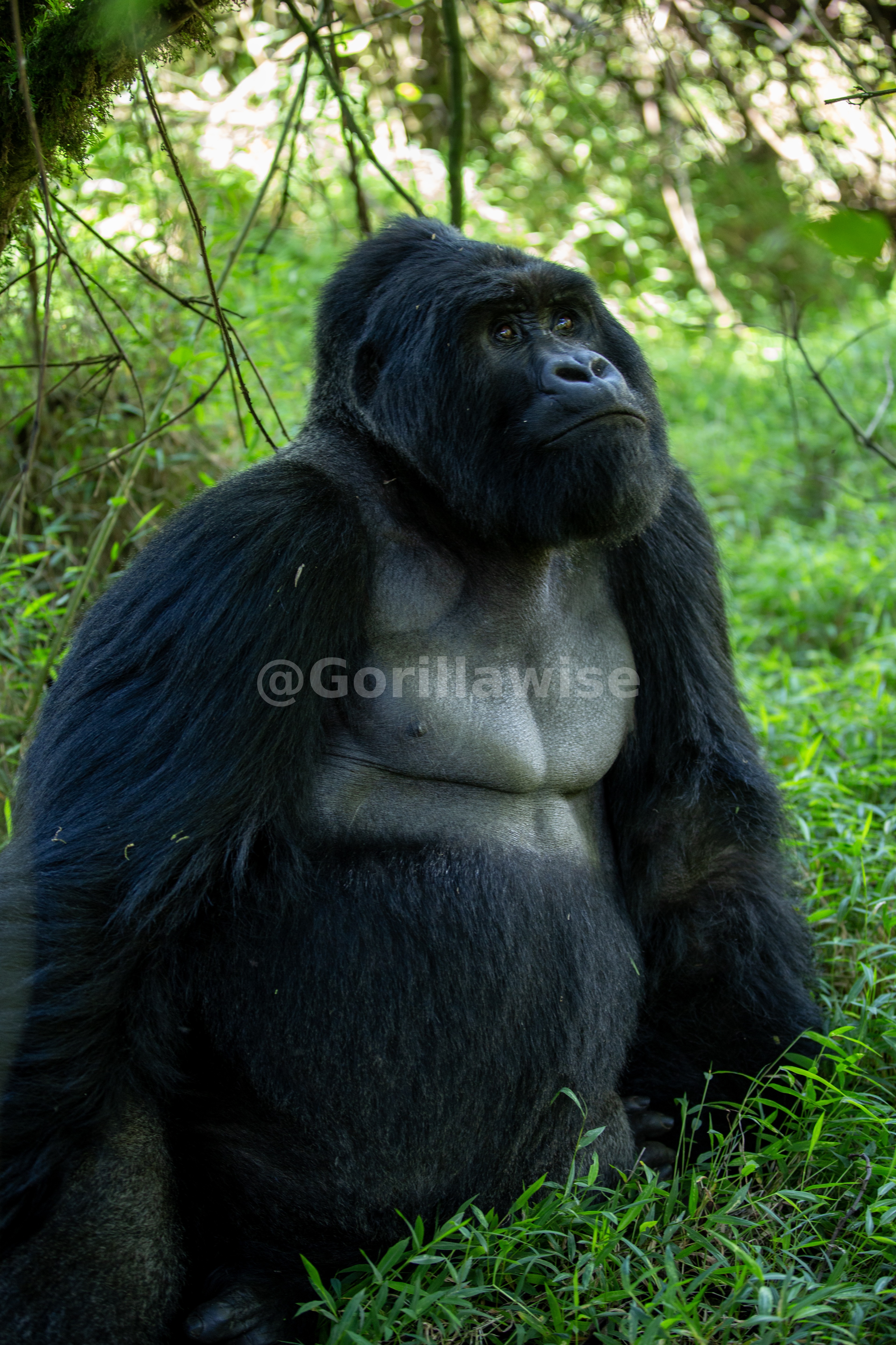 Conservation Experiences