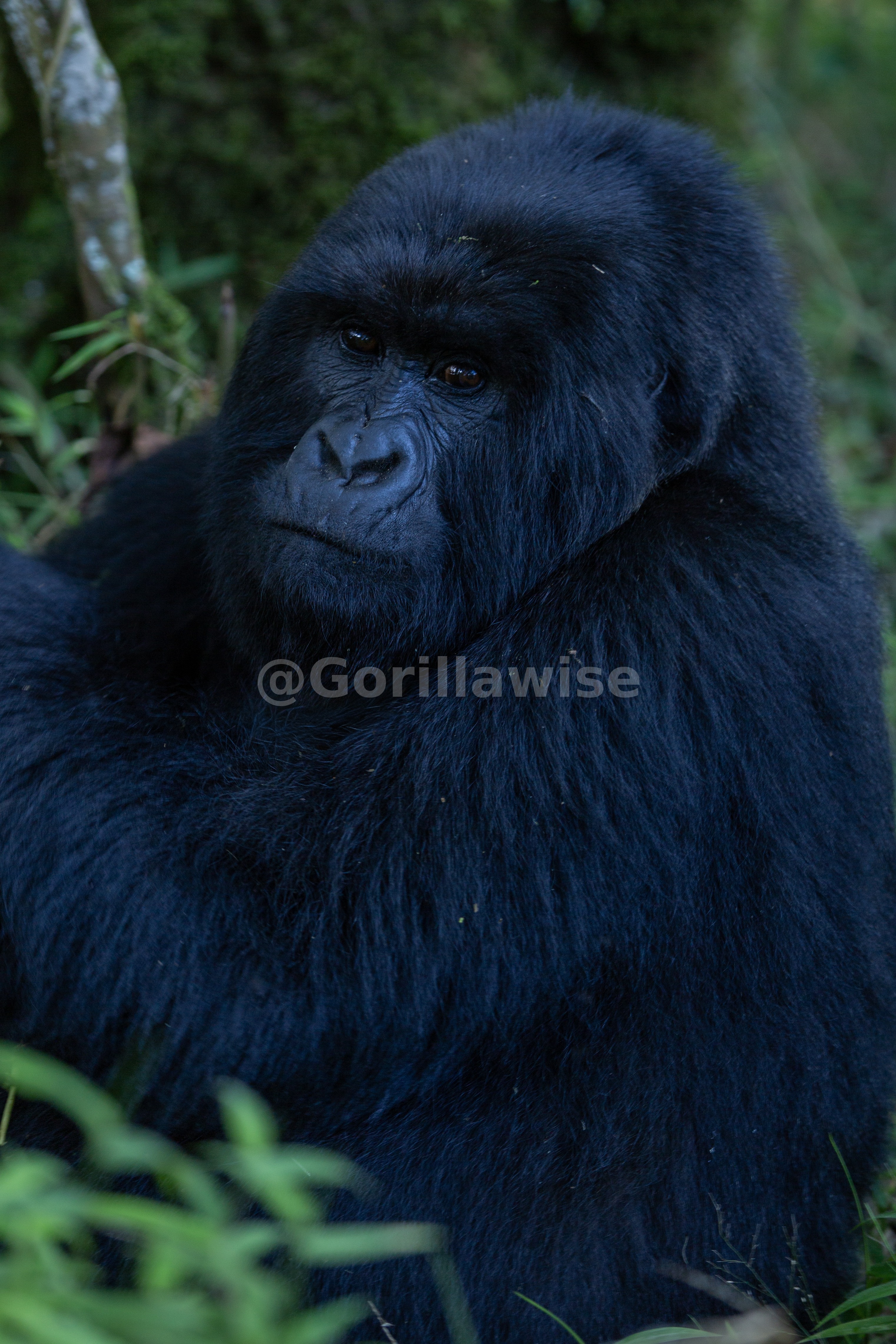 Mountain Gorilla — Virunga Mountains