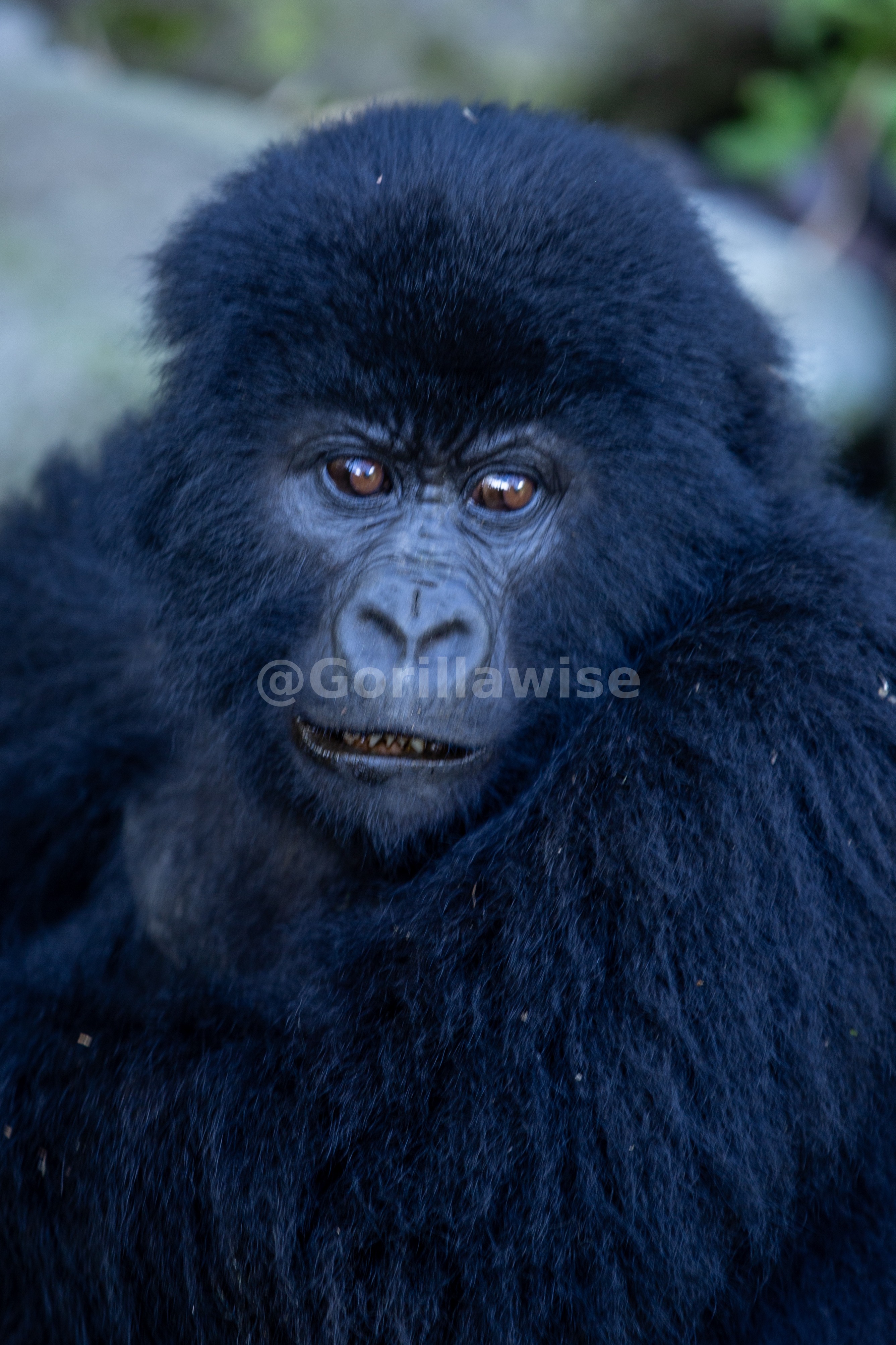 Mountain Gorilla — Close Encounter