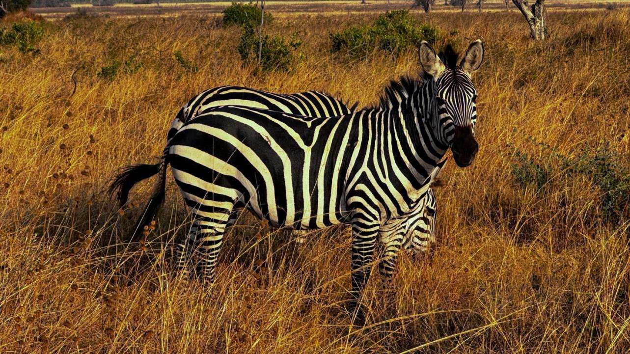 Safari photograph accompanying day 3 of the original itinerary