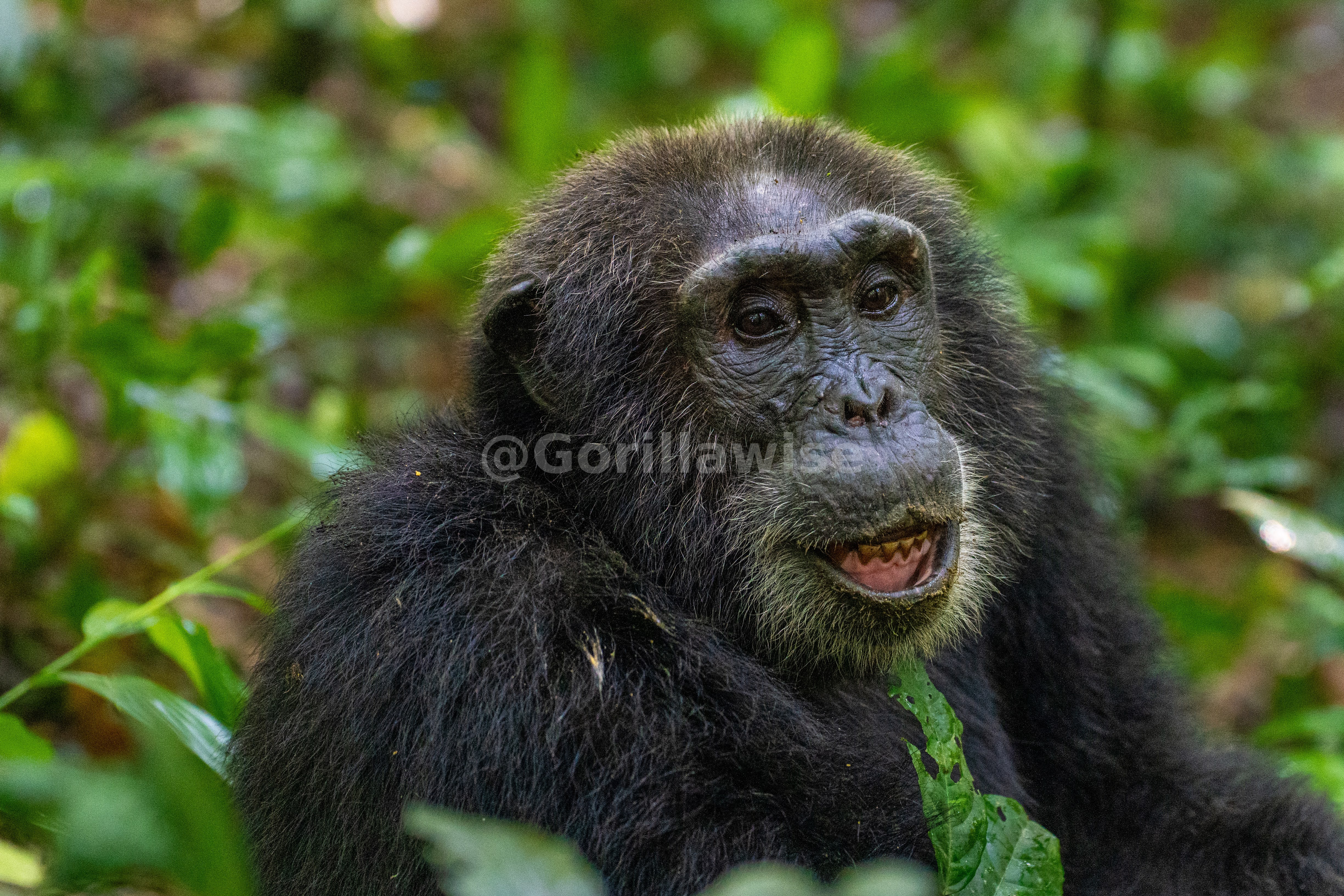 Rwanda & Uganda Primates Safari
