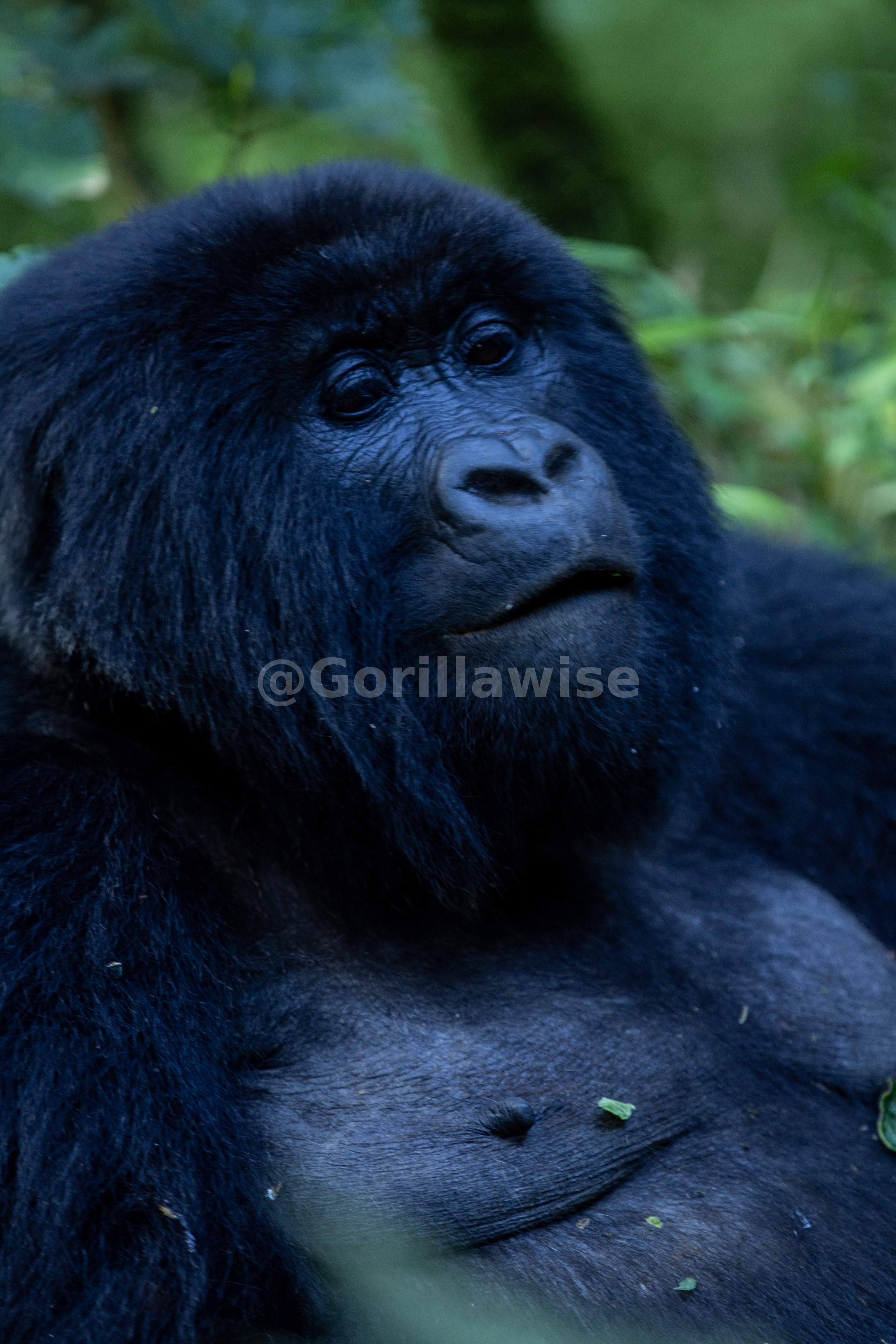Classic Gorilla Trekking