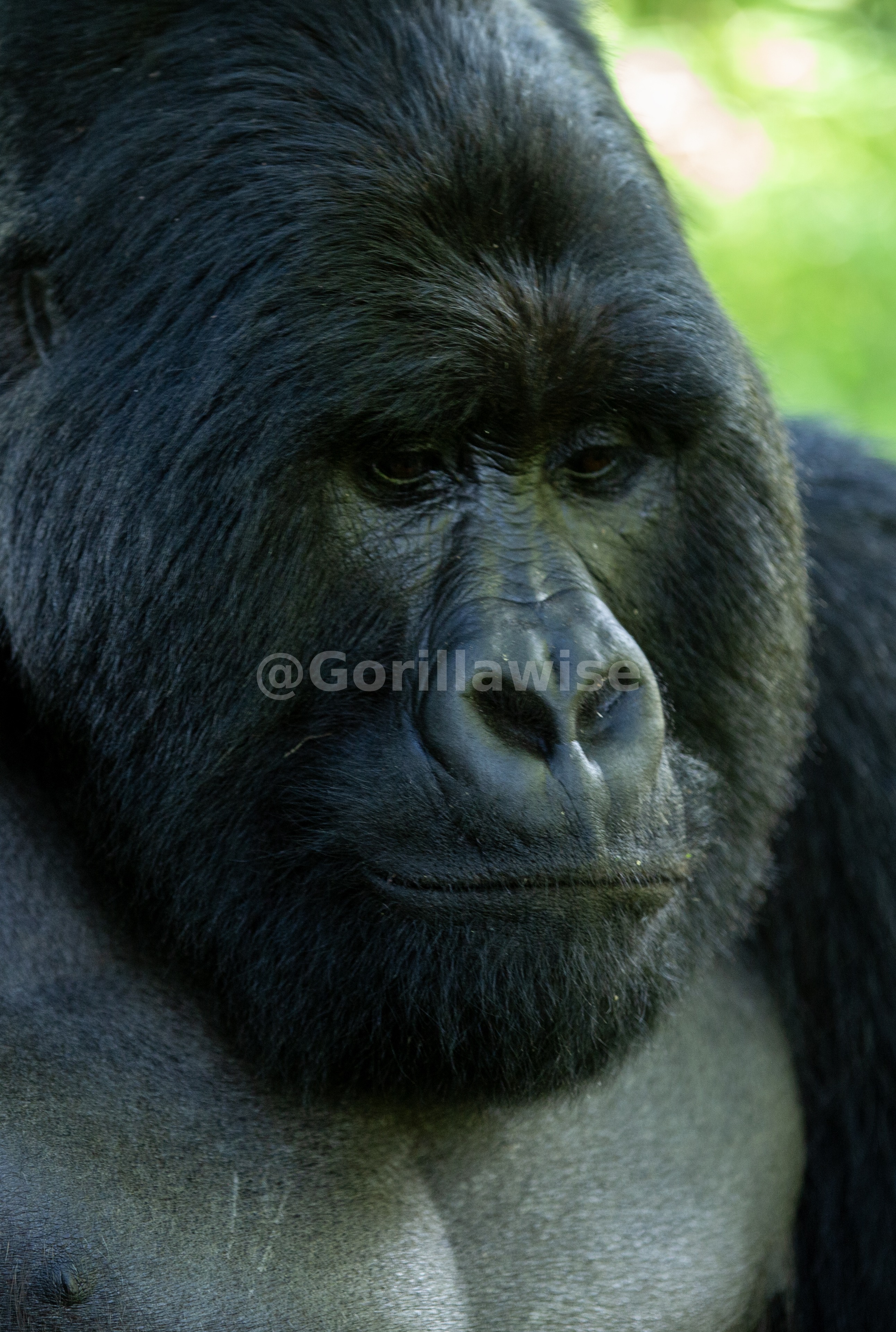 6-Day Rwanda Premium Safari